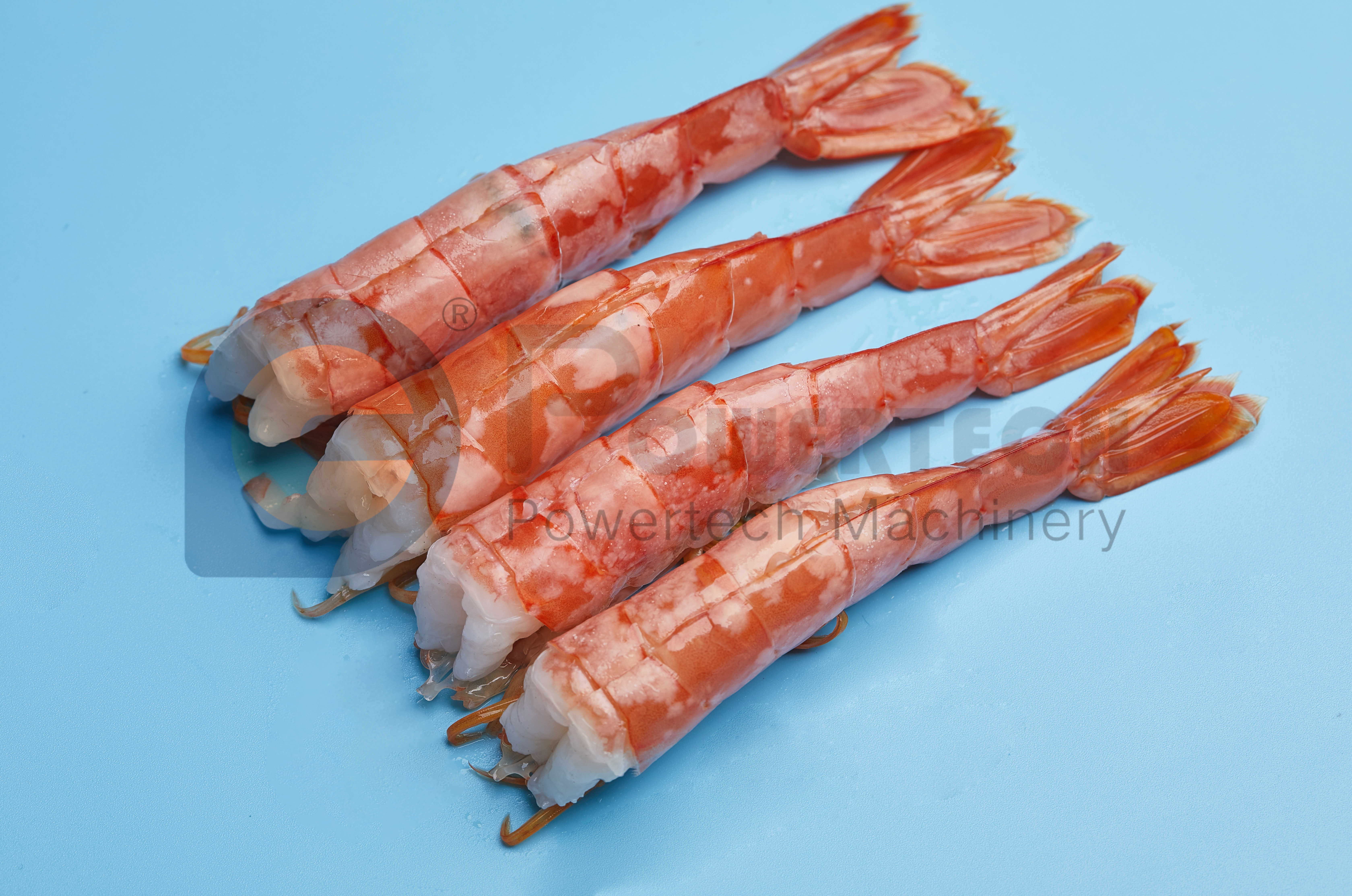 大容量阿根廷红虾去皮剥线机
